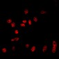 Anti-Cullin 2 Antibody